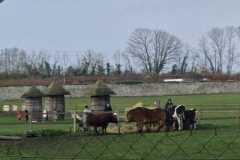 IMG-20231210-WA0361