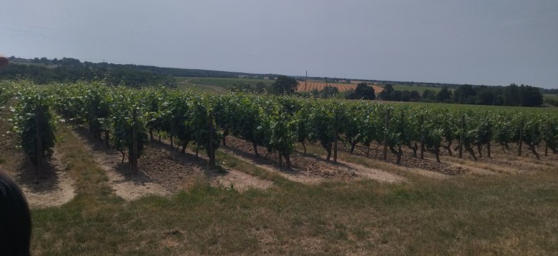 IMG_20230617_114752