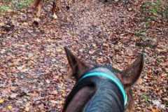 IMG-20231119-WA0035