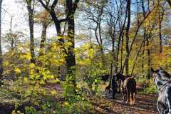 IMG-20231119-WA0060