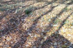 IMG_20231119_141312
